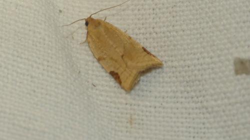 Paramesia gnomana